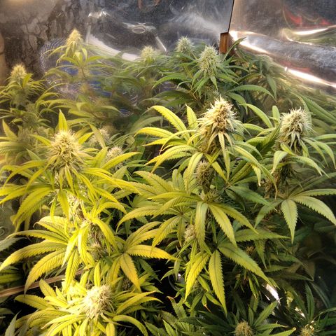 Orange Cake  #1 growlog timeline photo