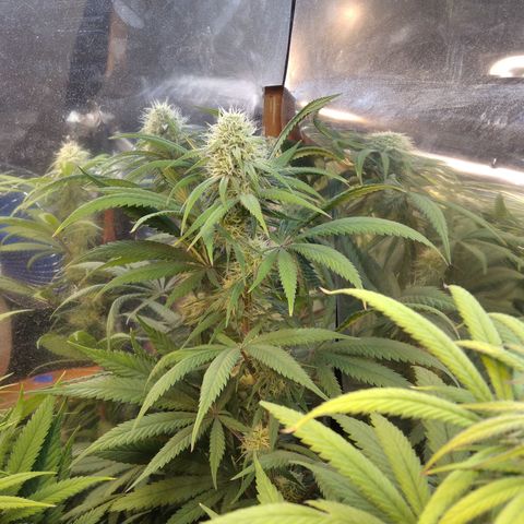 Orange Cake  #1 growlog timeline photo