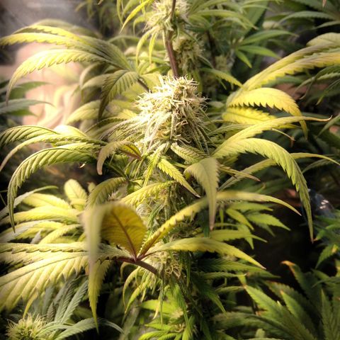 Orange Cake  #1 growlog timeline photo