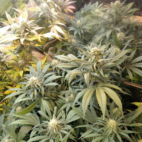 Hawaiann Snow growlog timeline photo