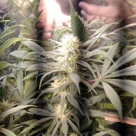 Hawaiann Snow growlog timeline photo