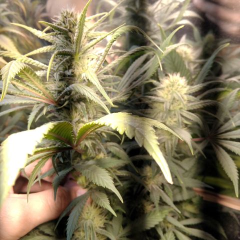 Hawaiann Snow growlog timeline photo