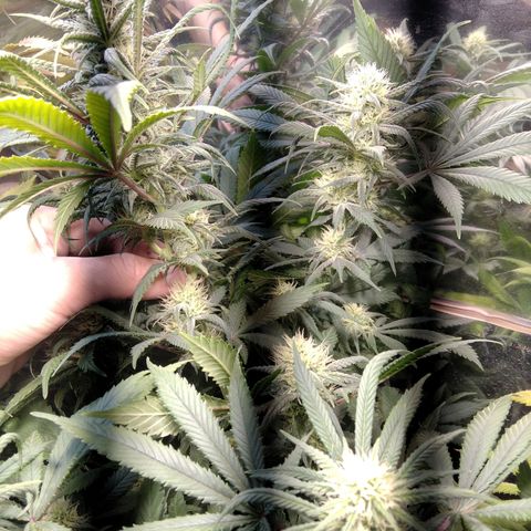 Hawaiann Snow growlog timeline photo