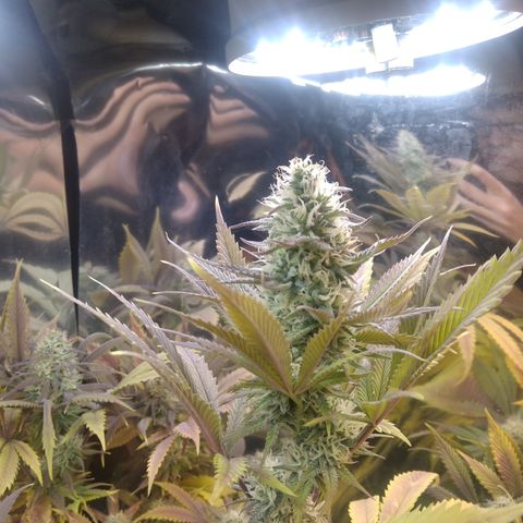 Runtz growlog timeline photo