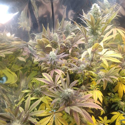 Runtz growlog timeline photo
