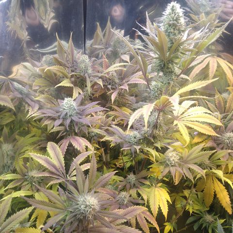 Runtz growlog timeline photo