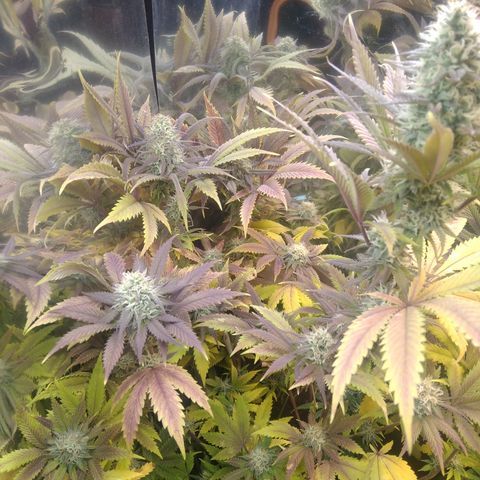 Runtz growlog timeline photo