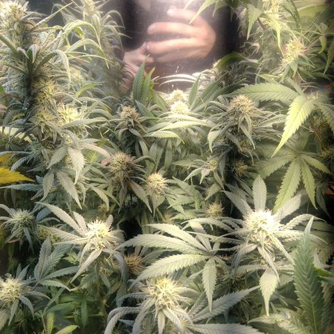 Hawaiann Snow growlog timeline photo
