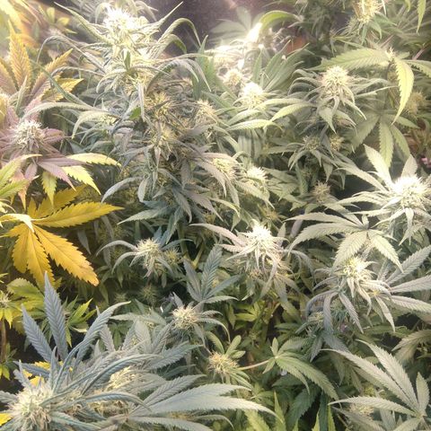 Hawaiann Snow growlog timeline photo
