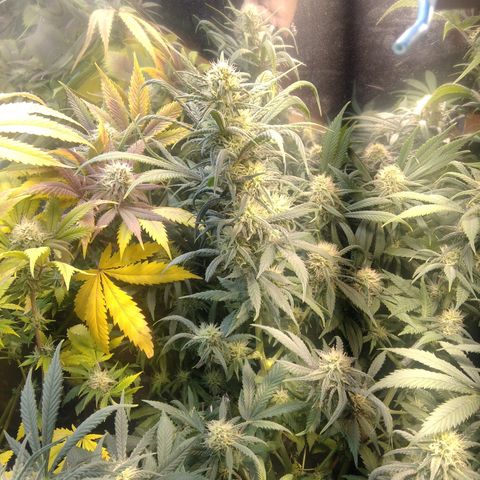 Hawaiann Snow growlog timeline photo