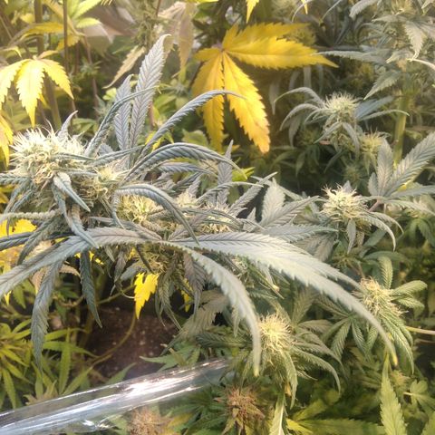 Hawaiann Snow growlog timeline photo