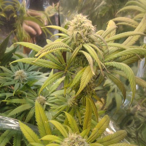 Orange Cake  #1 growlog timeline photo
