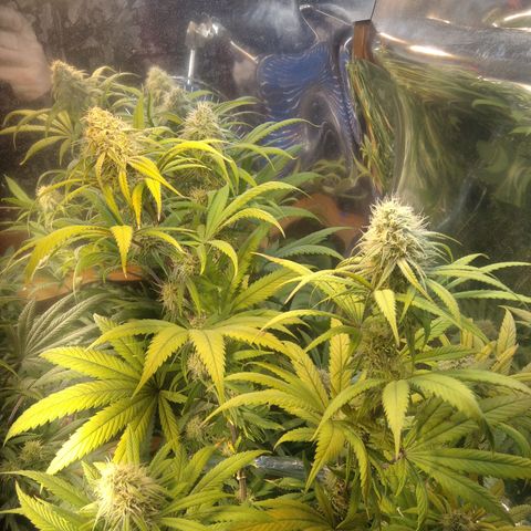 Orange Cake  #1 growlog timeline photo