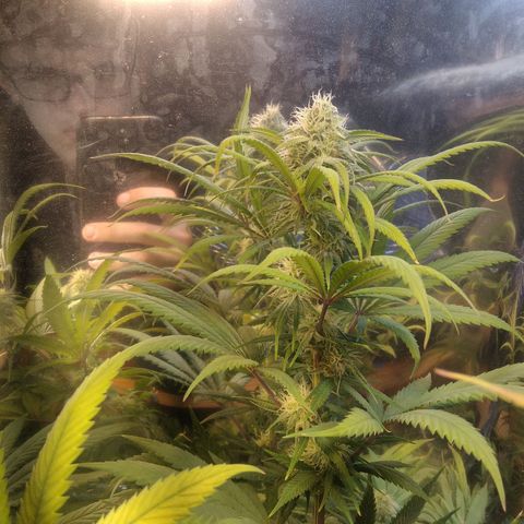 Orange Cake  #1 growlog timeline photo