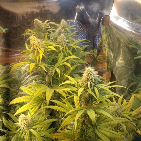 Orange Cake  #1 growlog timeline photo