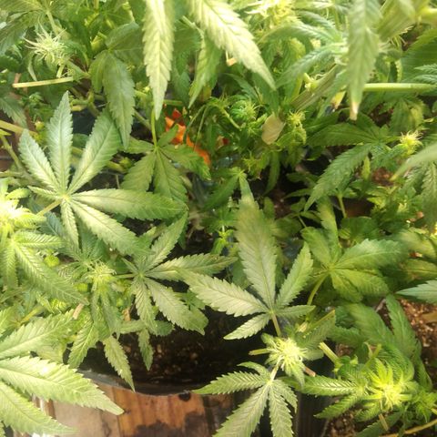 Ghost OG  growlog timeline photo