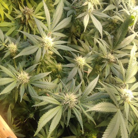 Ghost OG  growlog timeline photo