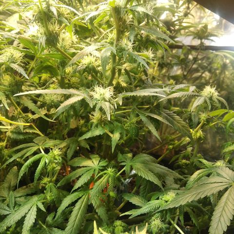 Ghost OG  growlog timeline photo