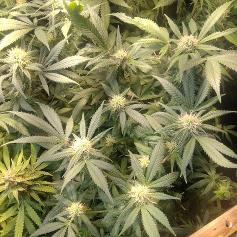 Ghost OG  growlog timeline photo