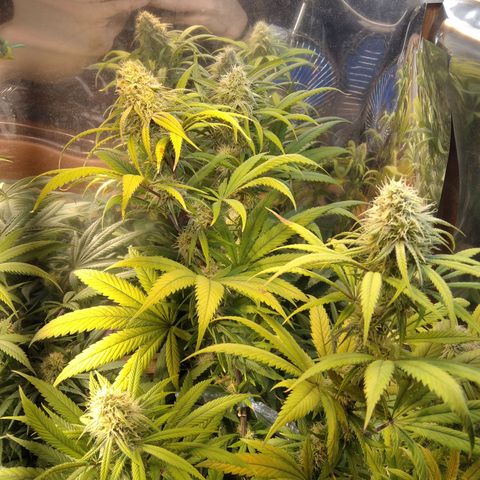 Orange Cake  #1 growlog timeline photo