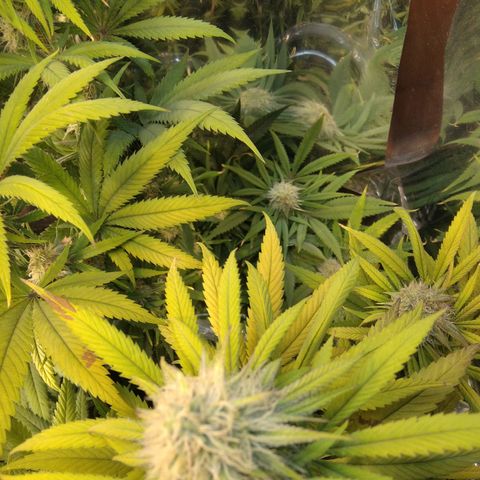 Orange Cake  #1 growlog timeline photo