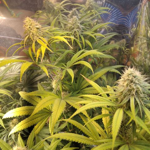 Orange Cake  #1 growlog timeline photo
