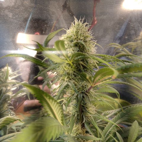 Orange Cake  #1 growlog timeline photo