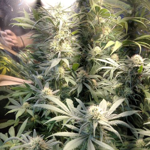 Hawaiann Snow growlog timeline photo