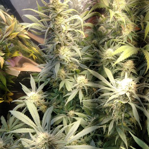 Hawaiann Snow growlog timeline photo