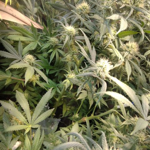 Hawaiann Snow growlog timeline photo