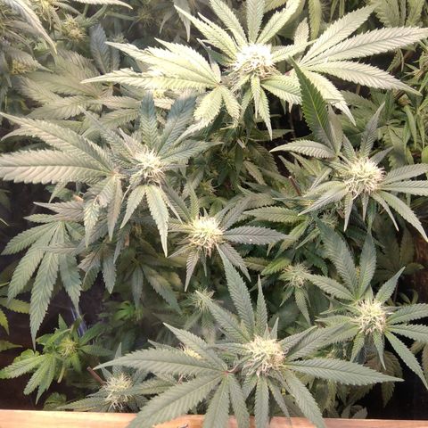 Ghost OG  growlog timeline photo