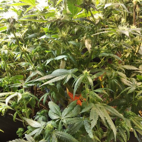 Ghost OG  growlog timeline photo