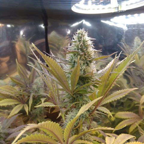 Runtz growlog timeline photo