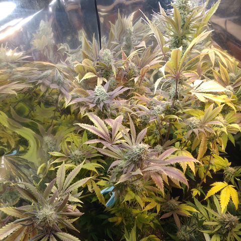 Runtz growlog timeline photo