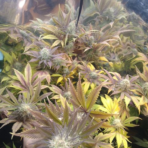 Runtz growlog timeline photo