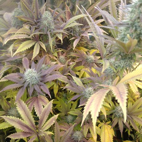 Runtz growlog timeline photo