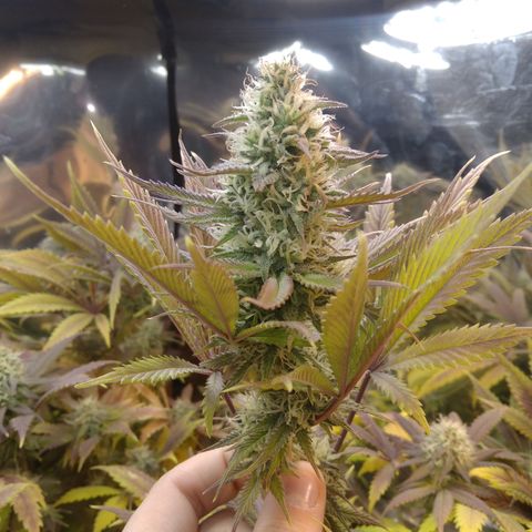 Runtz growlog timeline photo