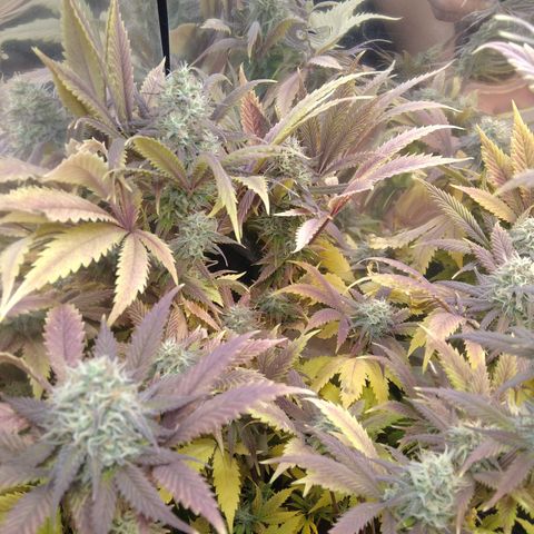 Runtz growlog timeline photo