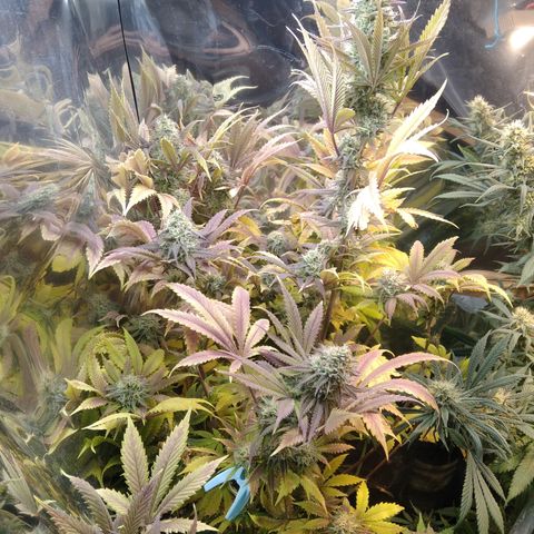 Runtz growlog timeline photo