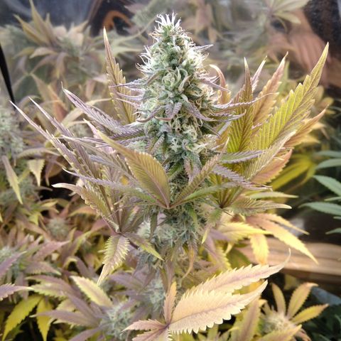 Runtz growlog timeline photo
