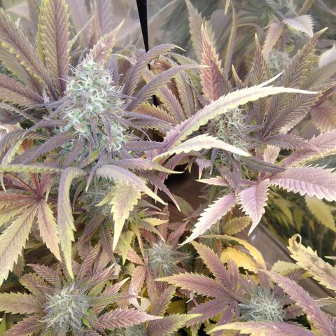 Runtz growlog timeline photo