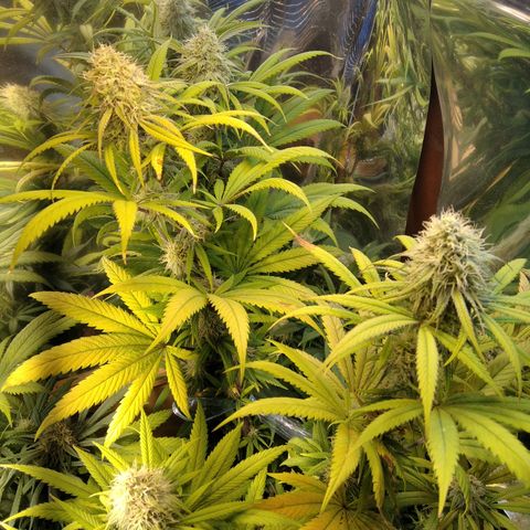 Orange Cake  #1 growlog timeline photo