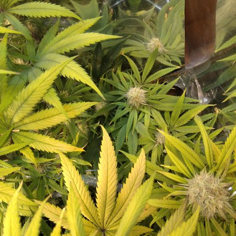 Orange Cake  #1 growlog timeline photo
