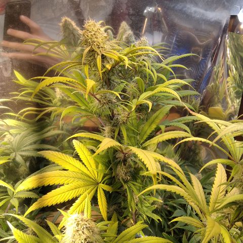 Orange Cake  #1 growlog timeline photo