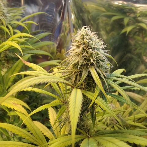 Orange Cake  #1 growlog timeline photo
