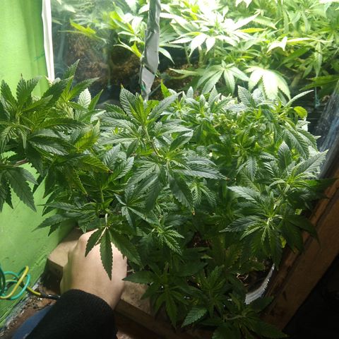 Orange Cake #2 growlog timeline photo