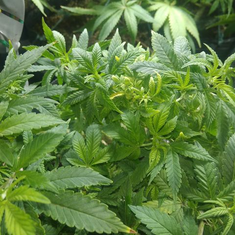 Orange Cake #2 growlog timeline photo