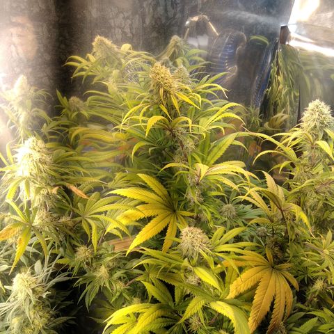 Orange Cake  #1 growlog timeline photo