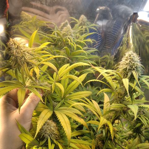 Orange Cake  #1 growlog timeline photo