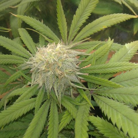 Orange Cake  #1 growlog timeline photo